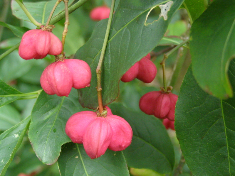EUONYMUS  EUROPAEUS  RED  CASCADE 01-09-2007 11-37-043.JPG