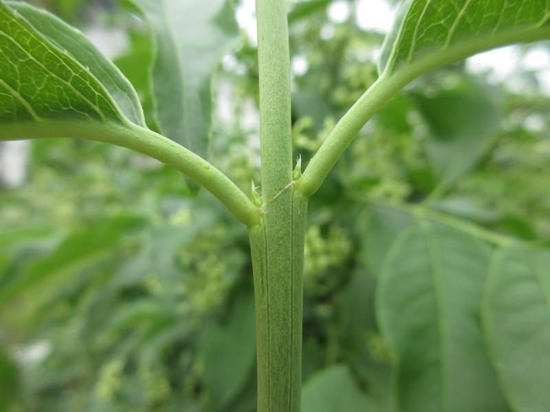 EUONYMUS  EUROPAEUS  RED  CASCADE 20-05-2024 11-42-40.JPG