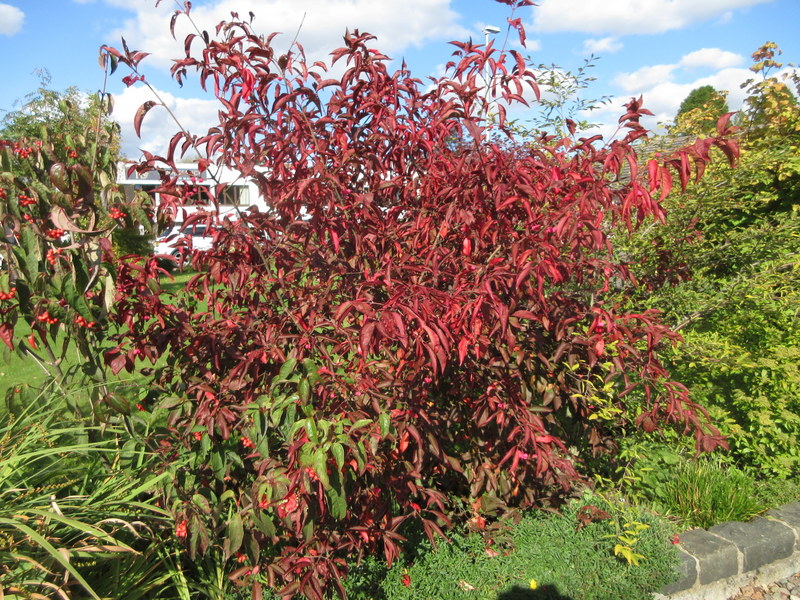EUONYMUS  EUROPAEUS  RED  CASCADE  25-09-2025 13-13-52.JPG