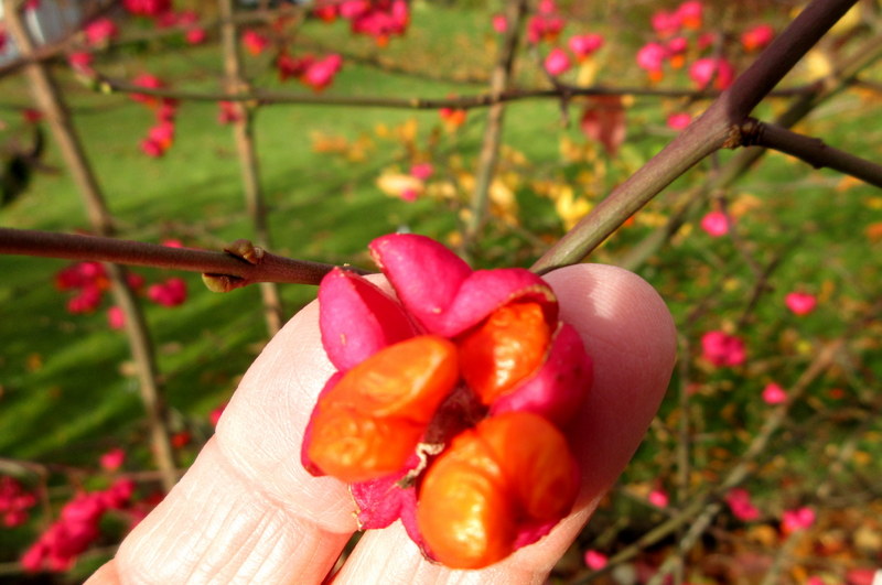 EUONYMUS  EUROPAEUS  RED  CASCADE 31-10-2024 13-45-38.JPG