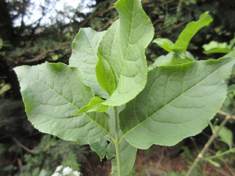 EUONYMUS  EUROPAEUS  SPINDLE 06-06-2020 11-30-35.JPG