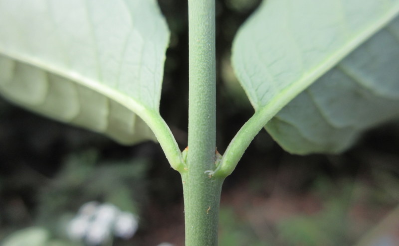 EUONYMUS  EUROPAEUS  SPINDLE 06-06-2020 11-31-02.JPG