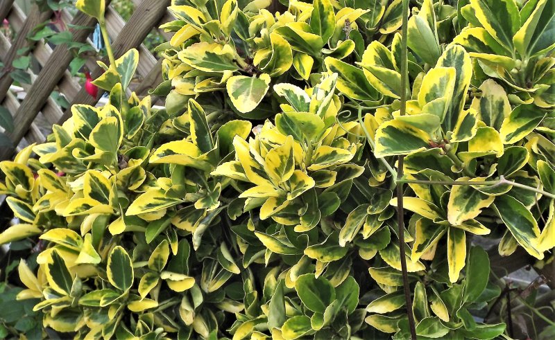 Euonymus.JPG