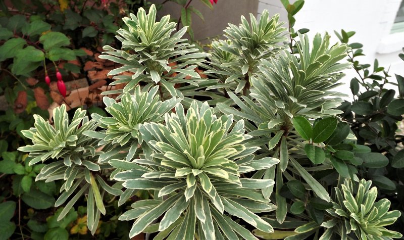 Euphorbia characias 'Silver Swan'.JPG