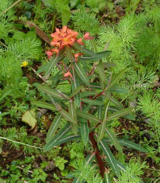 Euphorbia griffith Dixter.JPG