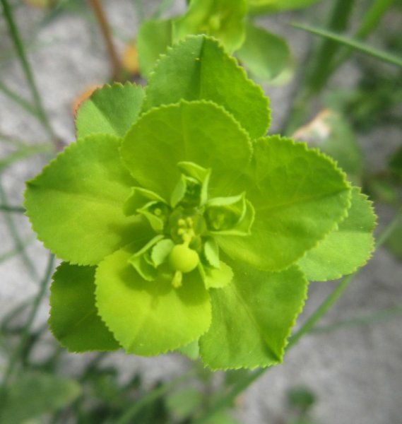 EUPHORBIA  HELIOSCOPIA  SUN  SPURGE 24-06-2018 11-59-12.JPG