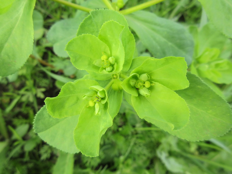 EUPHORBIA  HELIOSCOPIA  SUN  SPURGE 31-08-2018 15-22-26.JPG