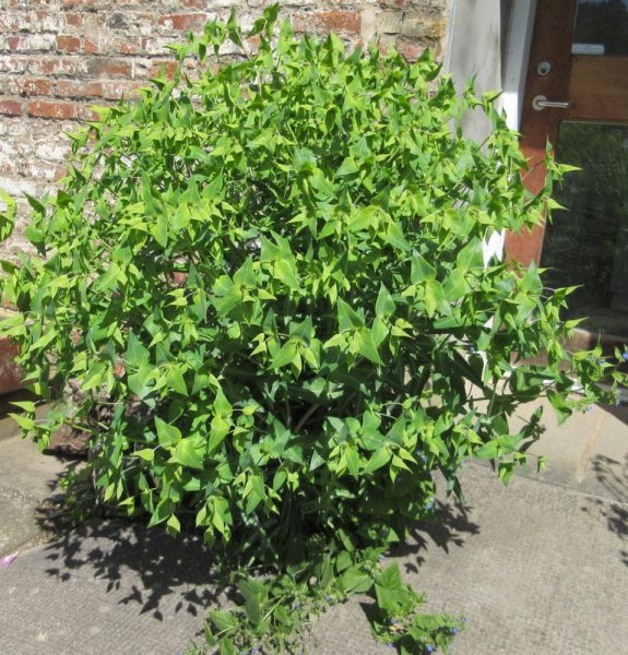 EUPHORBIA  LATHYRIS  CAPER  SPURGE 10-06-2019 11-05-18.JPG
