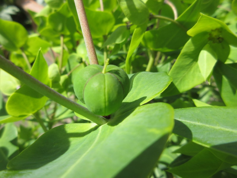 EUPHORBIA  LATHYRIS  CAPER  SPURGE 10-06-2019 11-05-43.JPG