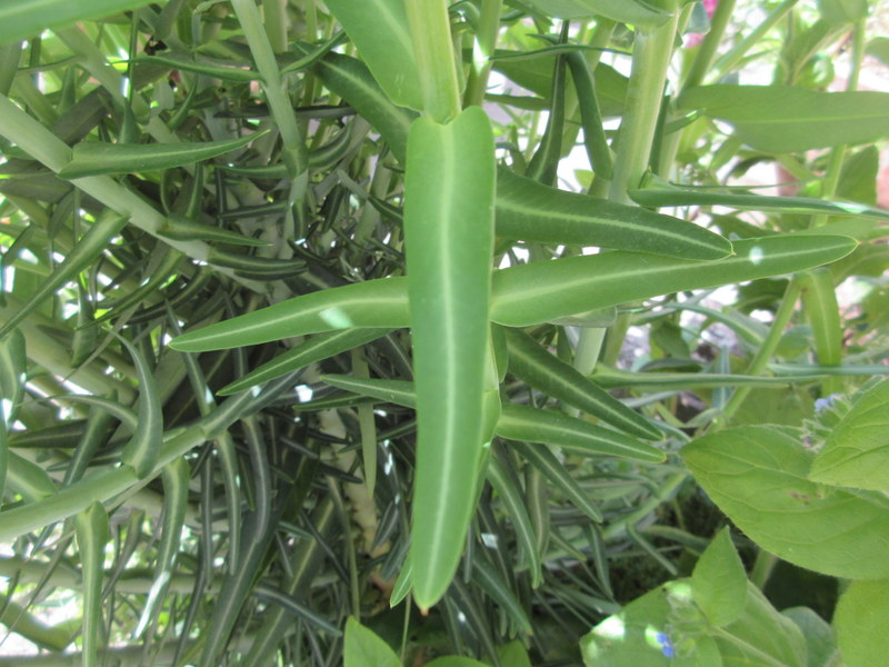 EUPHORBIA  LATHYRIS  CAPER  SPURGE 10-06-2019 11-06-24.JPG