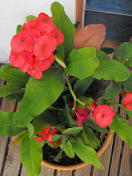 Euphorbia milii \'Grande\' 30 May 14.jpg