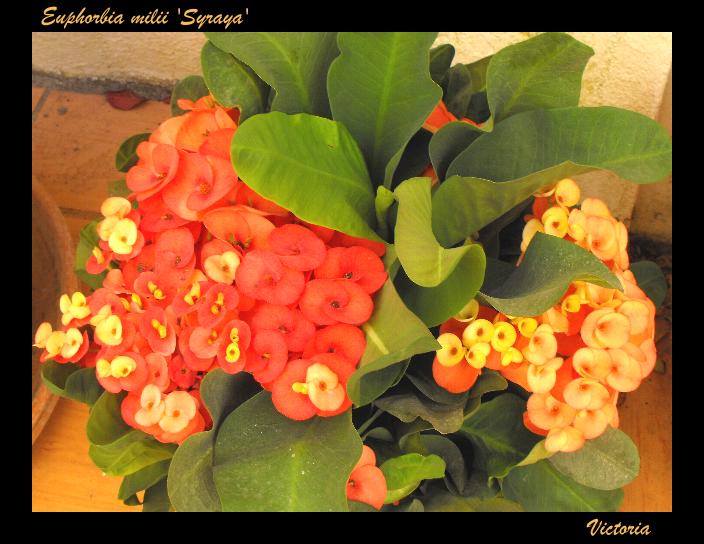 Euphorbia milii 'Syraya'.JPG