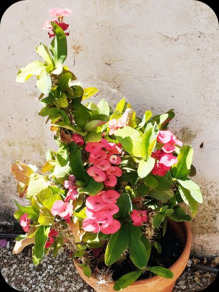 Euphorbia millii 13 Jul 25.jpg