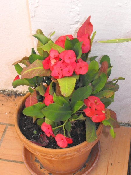 Euphorbia millii.jpg