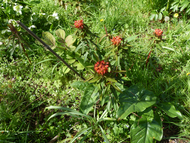 Euphoria griffithi Dixter.JPG