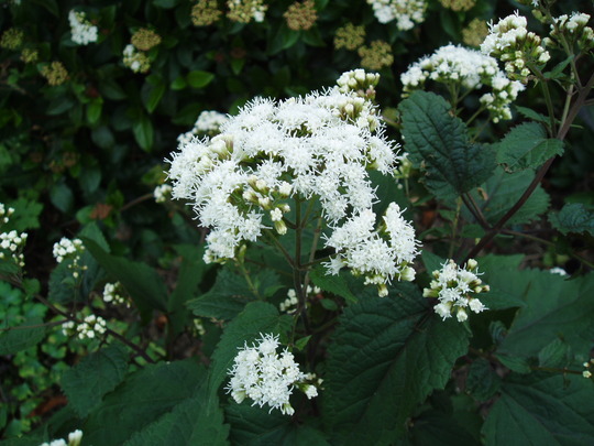 eupotorium chocolate.jpg