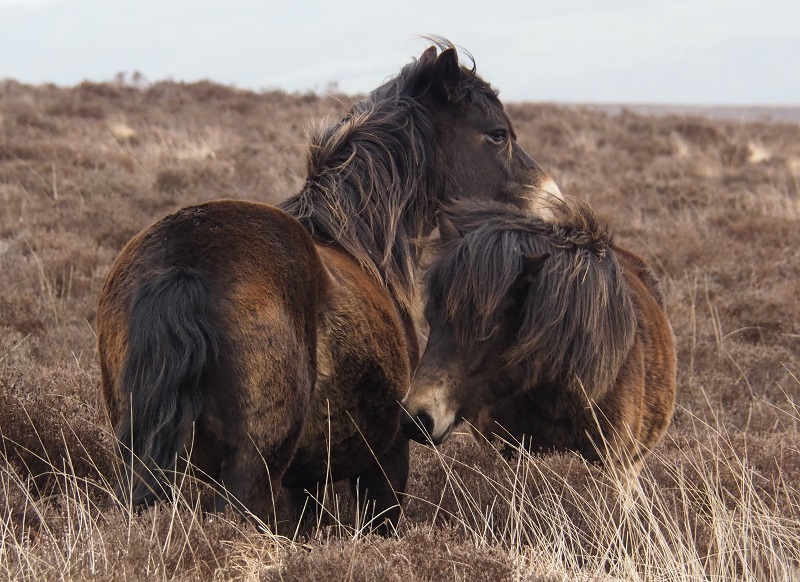 Exmoor ponies.jpg