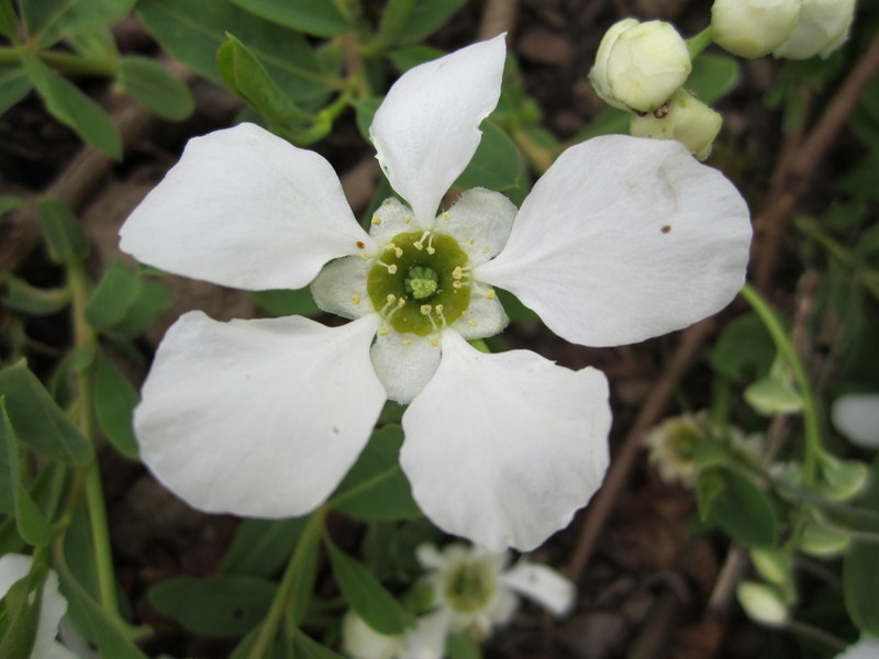 EXOCHORDA  MACRANTHA  THE  BRIDE 28-04-2010 14-33-32.JPG