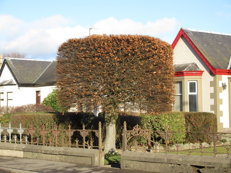 FAGUS  SYLVATICA  ATROPURPUREA 08-02-2022 14-38-54.JPG