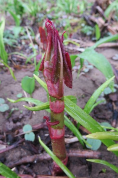 FALLOPIA  JAPONICA  JAPANESE KNOTWEED 03-04-2016 14-05-34.JPG