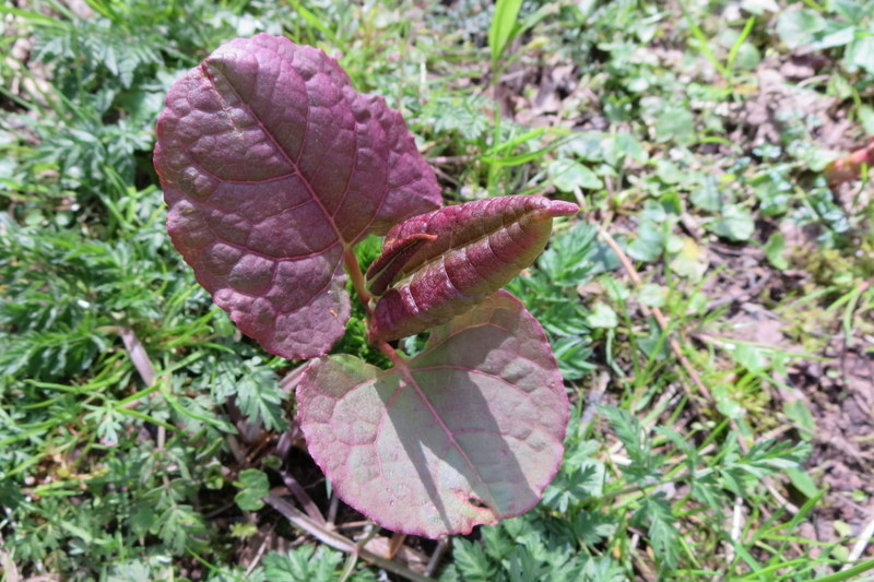 FALLOPIA  JAPONICA  JAPANESE  KNOTWEED 27-04-2016 10-41-49.JPG