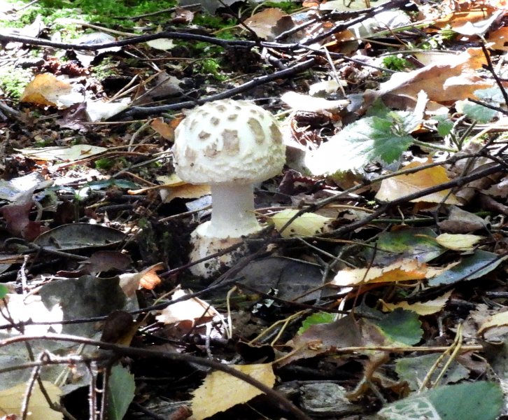 False Deathcap (1).JPG