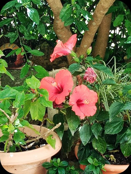 Fantasy Orange 14 May 24.jpg