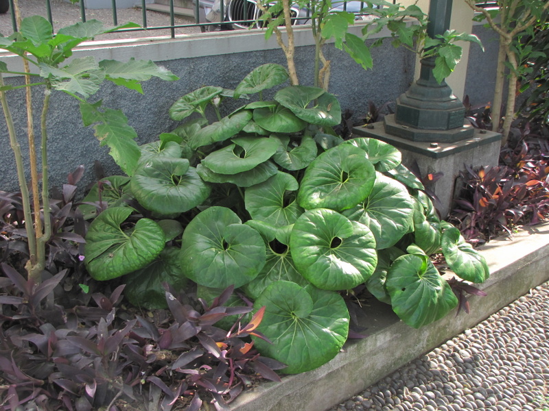 FARFUGIUM  JAPONICUM 23-03-2010 10-14-36.JPG