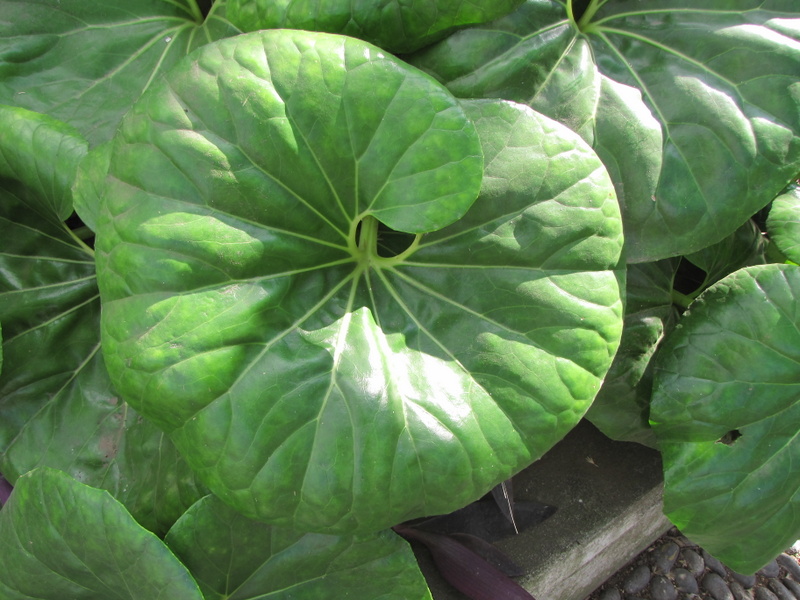 FARFUGIUM  JAPONICUM 23-03-2010 10-15-00.JPG