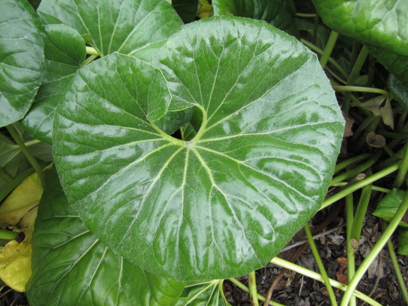FARFUGIUM  JAPONICUM 25-12-2013 17-44-14.JPG