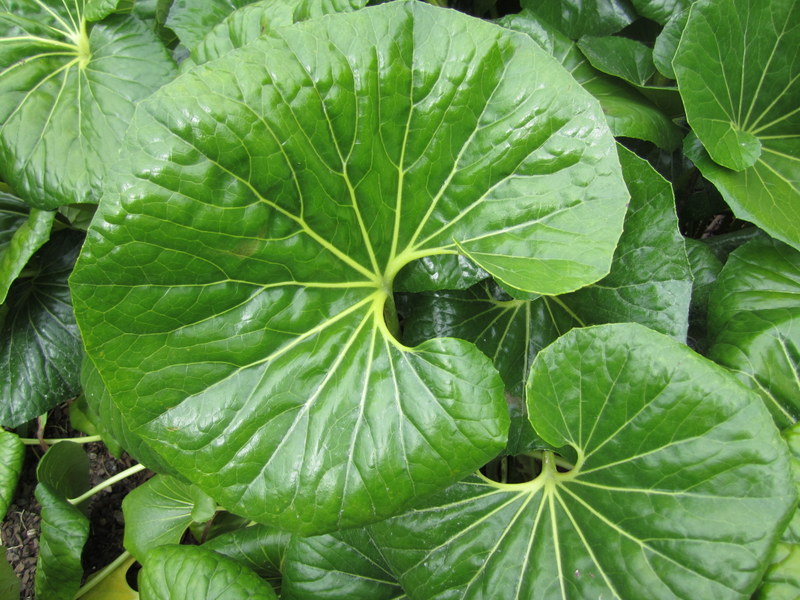 FARFUGIUM  JAPONICUM 25-12-2013 17-44-38.JPG