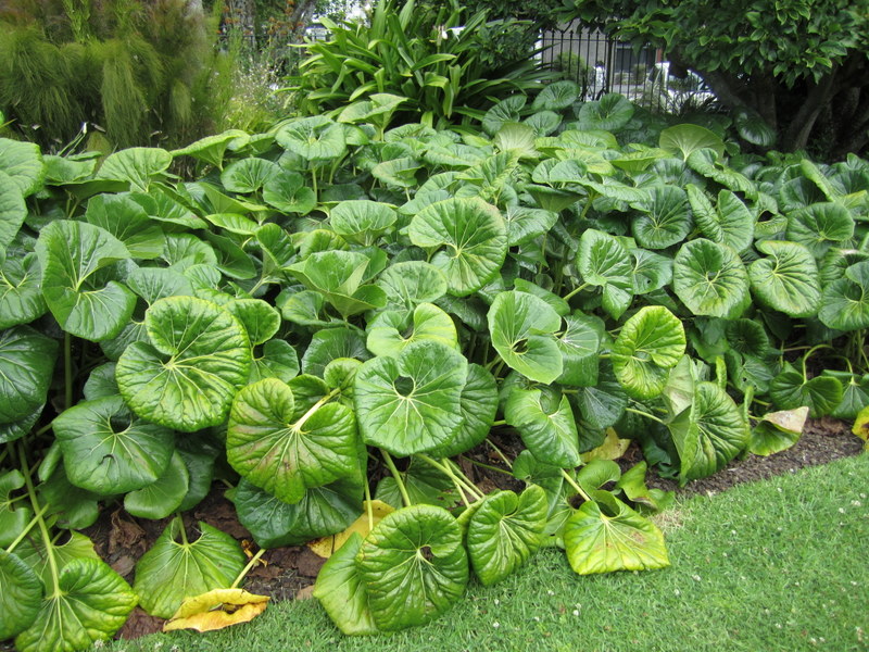 FARFUGIUM  JAPONICUM 25-12-2013 17-44-47.JPG