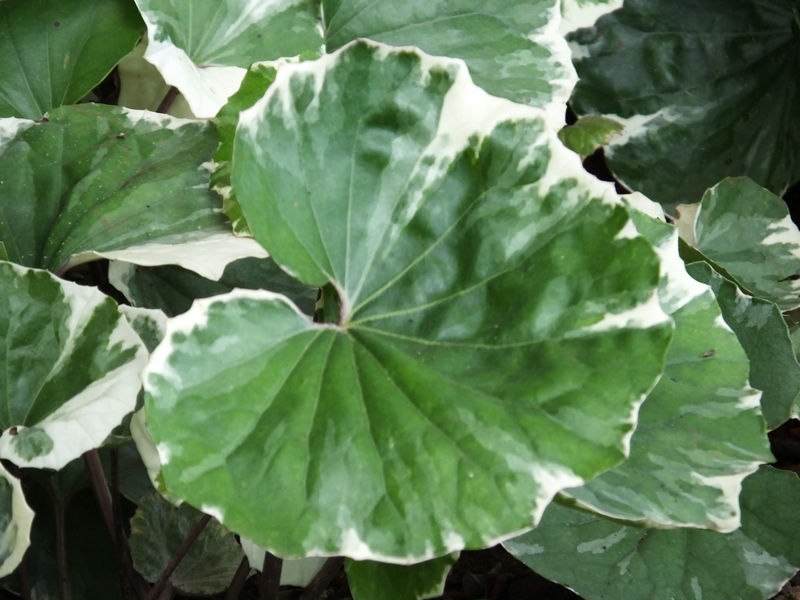 FARFUGIUM  JAPONICUM  ARGENTEUM 23-03-2016 14-07-41.JPG