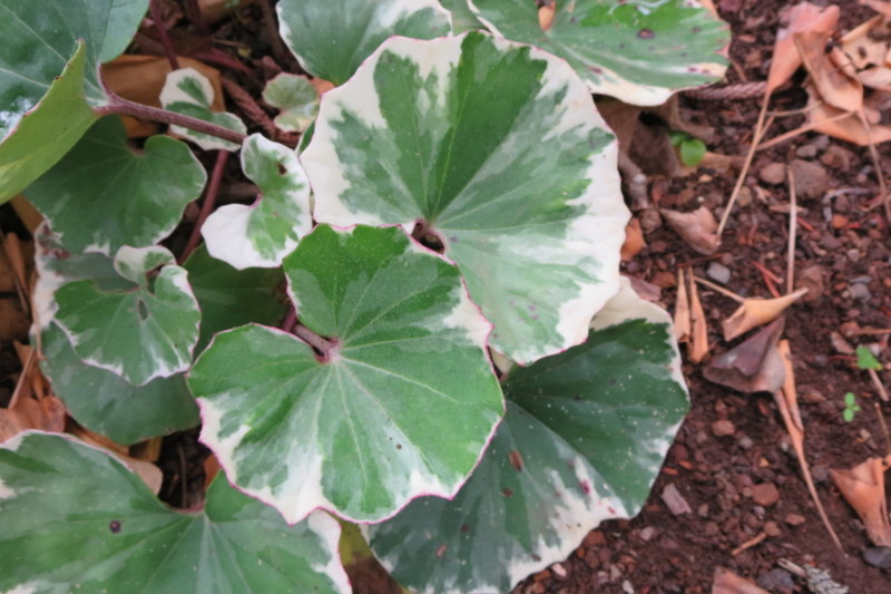 FARFUGIUM  JAPONICUM  ARGENTEUM 23-03-2016 14-14-12.JPG