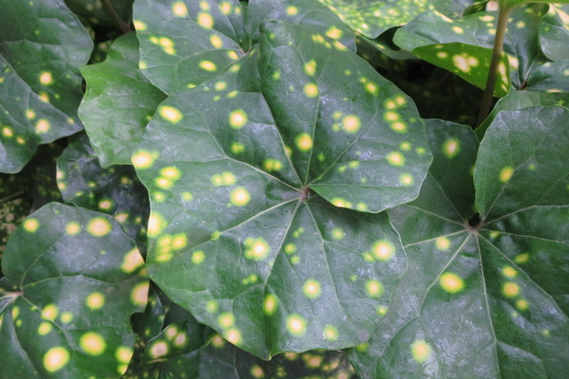 FARFUGIUM  JAPONICUM  AUREOMACULATUM 22-03-2016 10-29-54.JPG