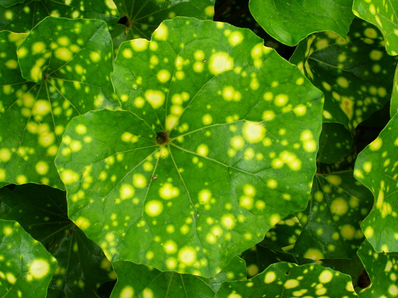 FARFUGIUM  JAPONICUM  AUREOMACULATUM 23-03-2010 14-09-32.JPG