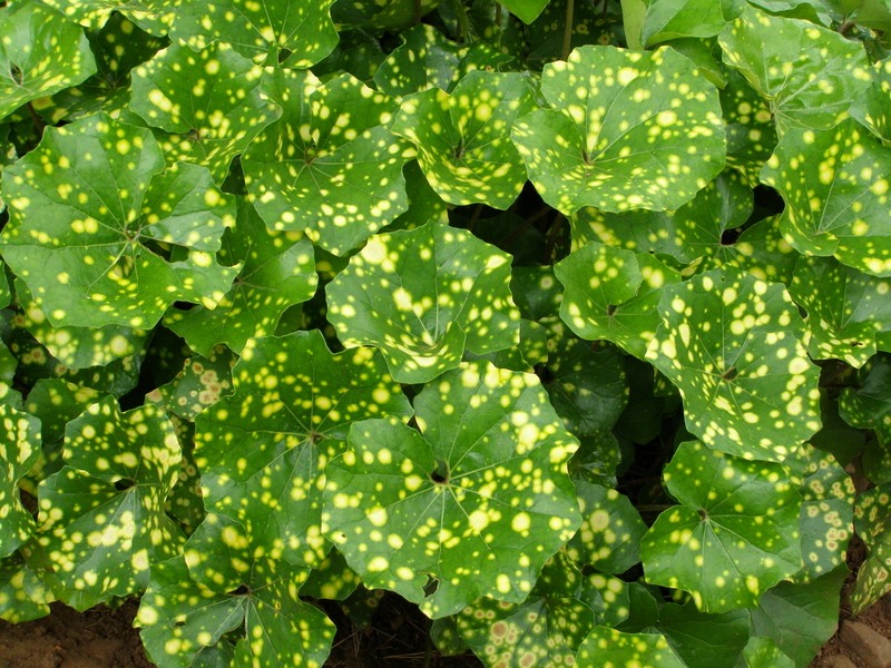 FARFUGIUM  JAPONICUM  AUREOMACULATUM 23-03-2010 14-09-43.JPG