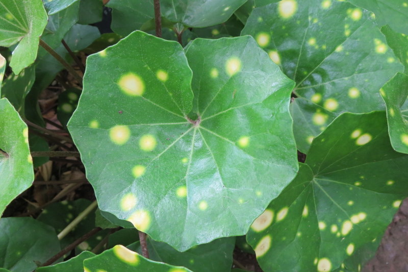 FARFUGIUM  JAPONICUM  AUREOMACULATUM 23-03-2016 14-14-29.JPG