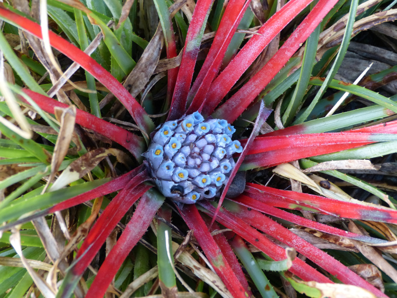 Fascicularia bicolor canaliculata.JPG