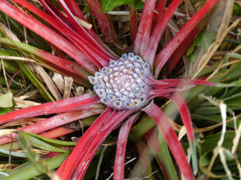 Fascicularia bicolor canaliculata.JPG