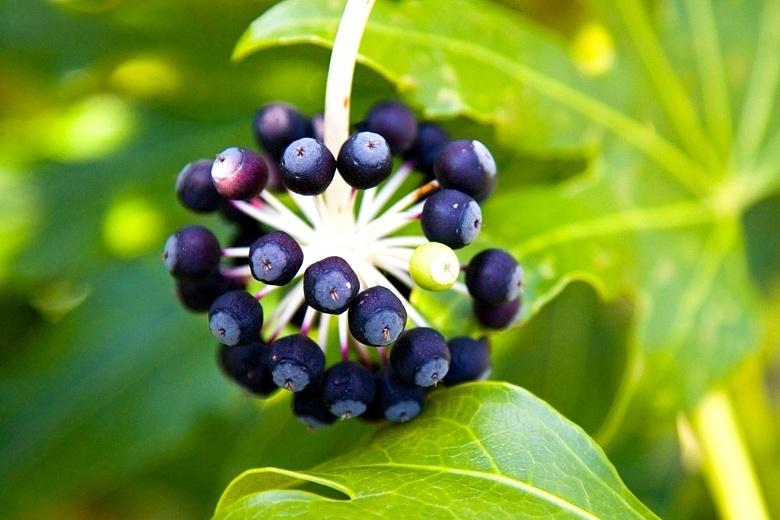 fatsia berries.jpg