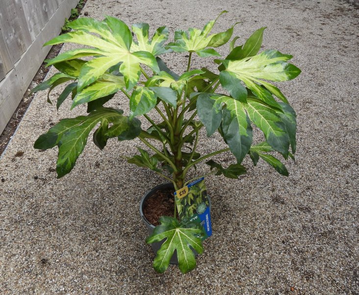 Fatsia Camouflage.JPG