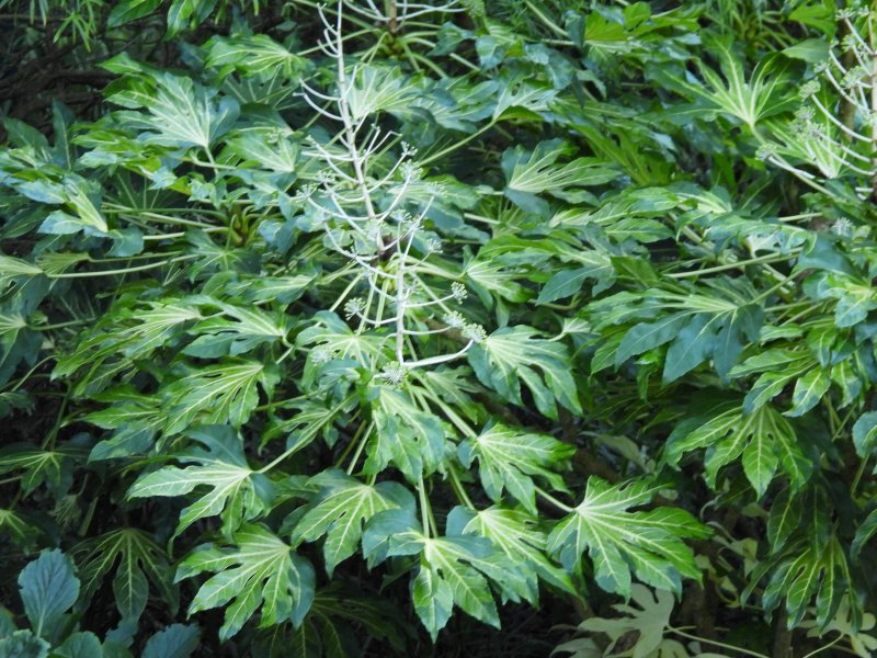 Fatsia.JPG