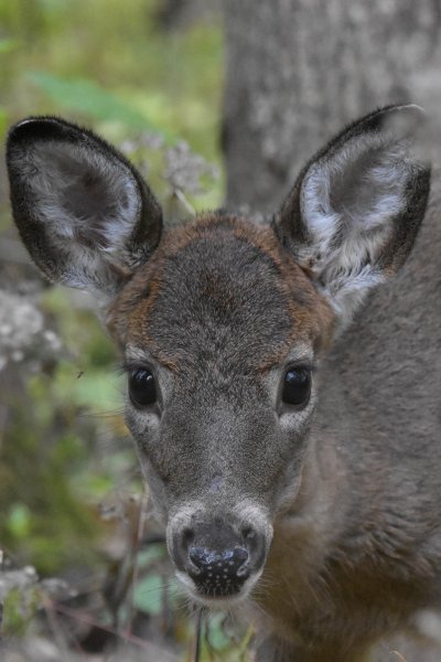 Fawn Portrait GC.jpg