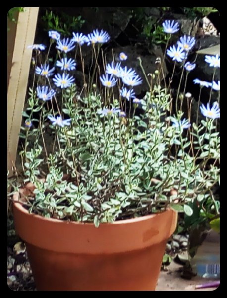 Felicia 4 Apr 21.jpg