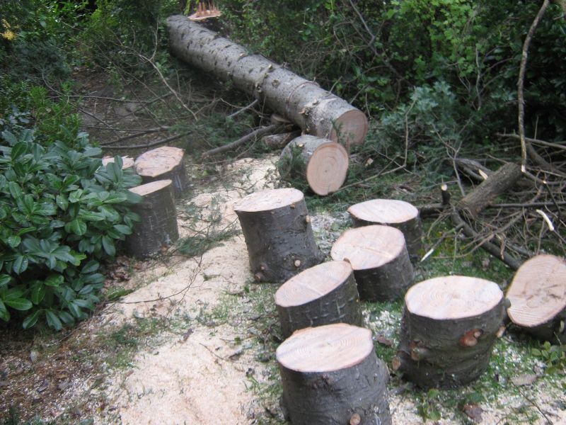 Felling_0003. (15).JPG