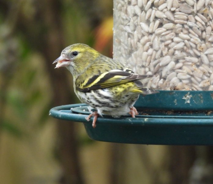 Fem Siskin.JPG