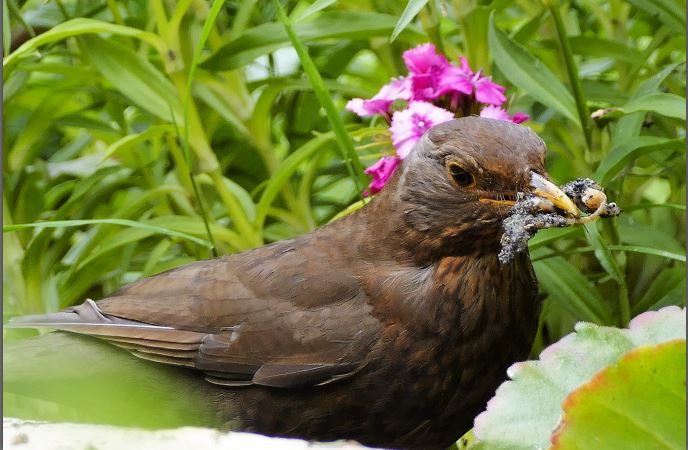 Female Blackbird.JPG