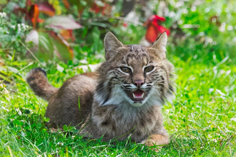 Female Bob Cat-91725.jpg