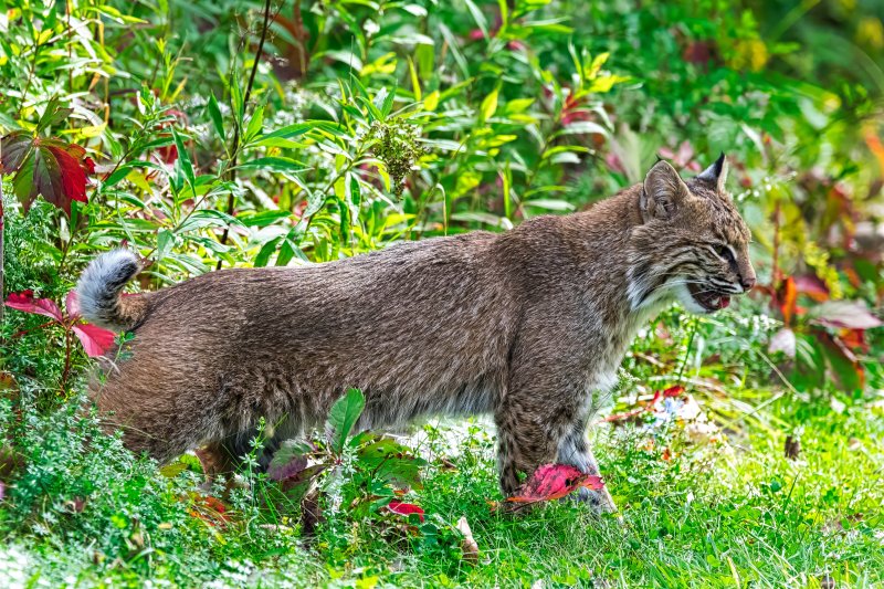 Female Bobcat Profile.jpg